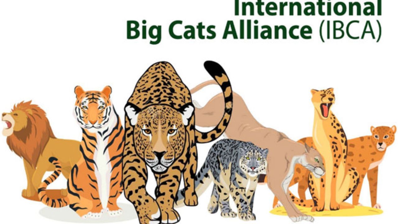 Usthadian Academy / Cabinet Approval, Establishment Of International Big Cat Alliance (IBCA)